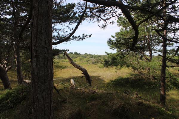 Bomen en natuur Schiermonnikoog